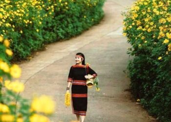 Giữa đại ngàn, Dã quỳ Chư Đang Ya nở rộ gọi mùa về