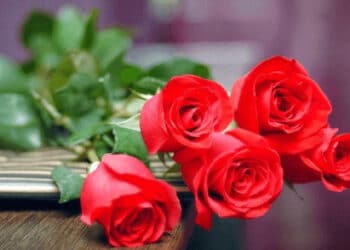 Lời chúc 20/10 ý nghĩa nhất dành tặng phái đẹp