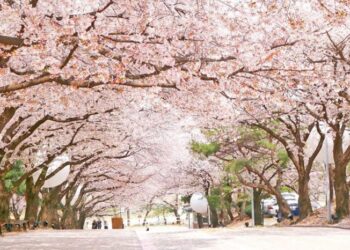 Du lịch Hàn Quốc tháng mấy đẹp nhất?