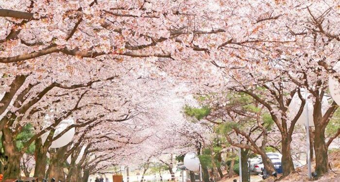 Du lịch Hàn Quốc tháng mấy đẹp nhất?