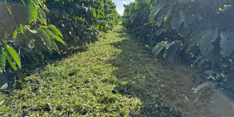 Nông nghiệp hữu cơ bền vững – Hướng đi thiết thực cho ngành cà phê Tây Nguyên